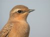 Wheatear at Gunners Park (Steve Arlow) (122298 bytes)